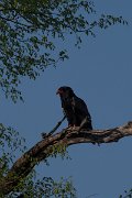 DPPhotography - Namibia - Bateleur - A