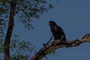 DPPhotography - Namibia - Bateleur - B