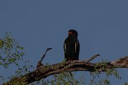 DPPhotography - Namibia - Bateleur - C