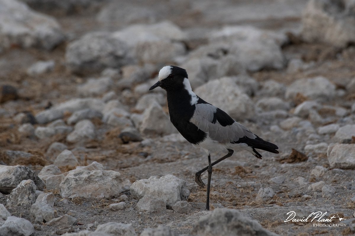 DPPhotography - Namibia - Blacksmith lapwing - A.jpg - Blacksmith lapwing - Etosha National Park