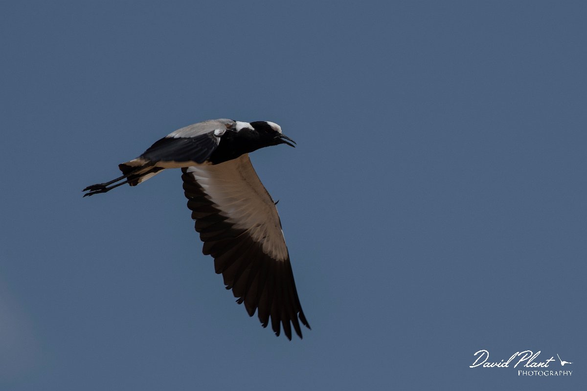 DPPhotography - Namibia - Blacksmith lapwing - B.jpg - Blacksmith lapwing - Walvis Bay Bird Sanctuary