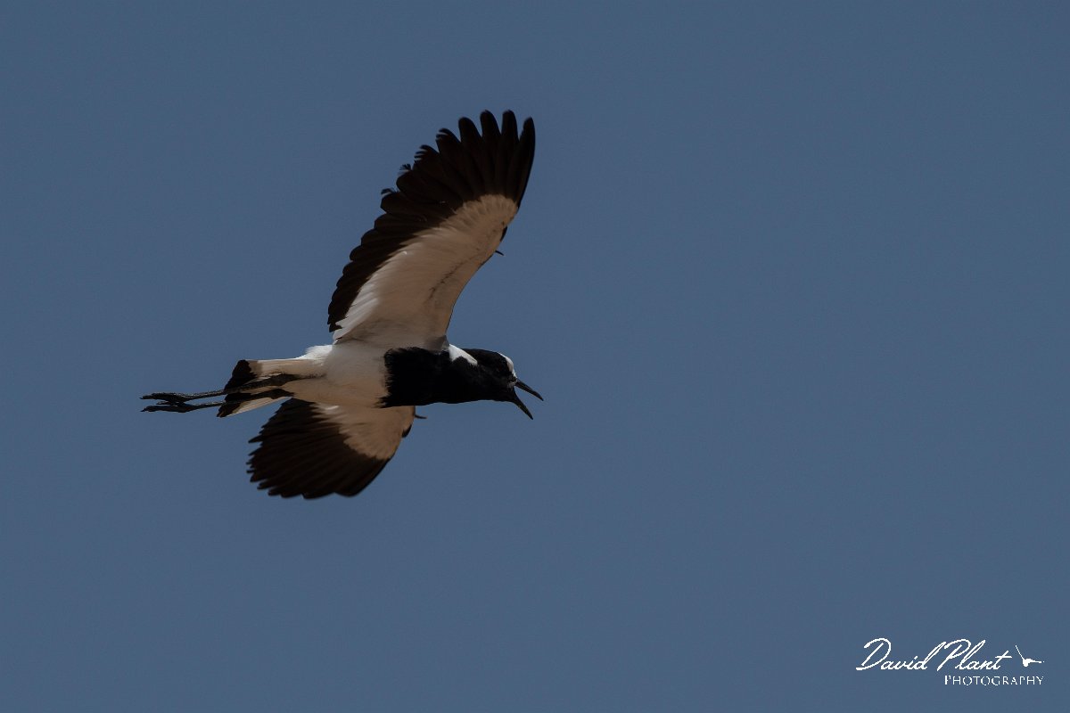 DPPhotography - Namibia - Blacksmith lapwing - C.jpg - Blacksmith lapwing - Walvis Bay Bird Sanctuary