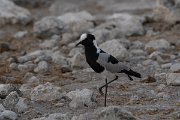 DPPhotography - Namibia - Blacksmith lapwing - A