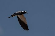 DPPhotography - Namibia - Blacksmith lapwing - B