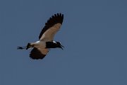 DPPhotography - Namibia - Blacksmith lapwing - C