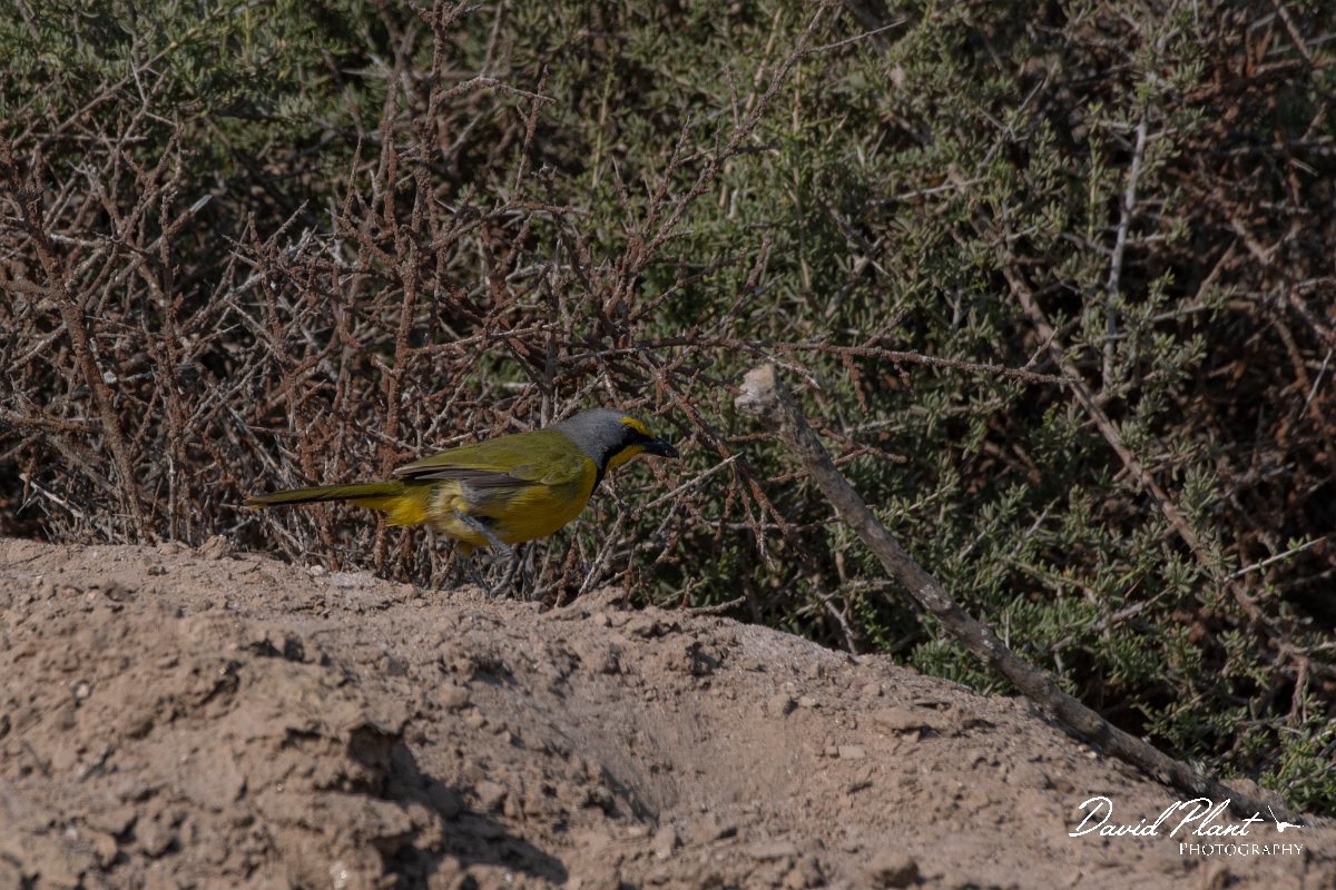 DPPhotography - Namibia - Bokmakierie - A.jpg - Bokmakierie - Swakopmund