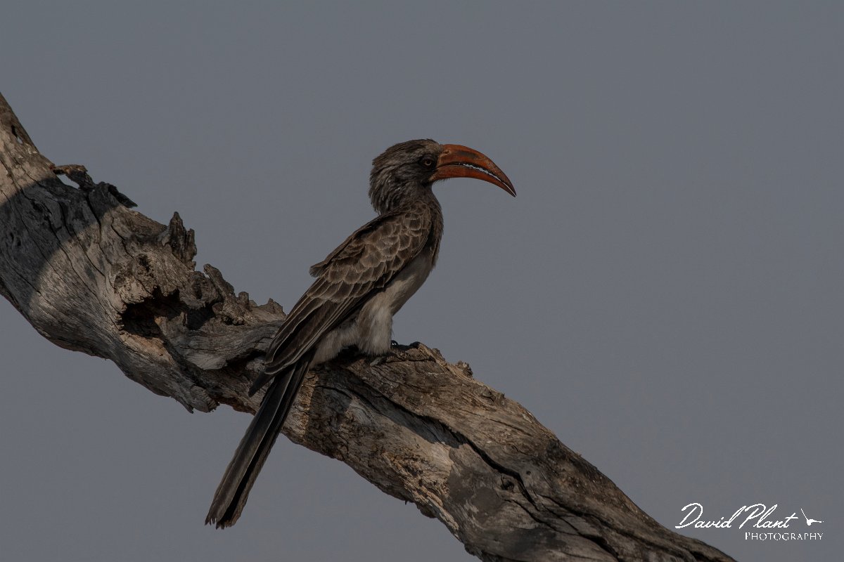 DPPhotography - Namibia - Bradfield's hornbill - A.jpg - Bradfield's hornbill - Buffalo Core Area