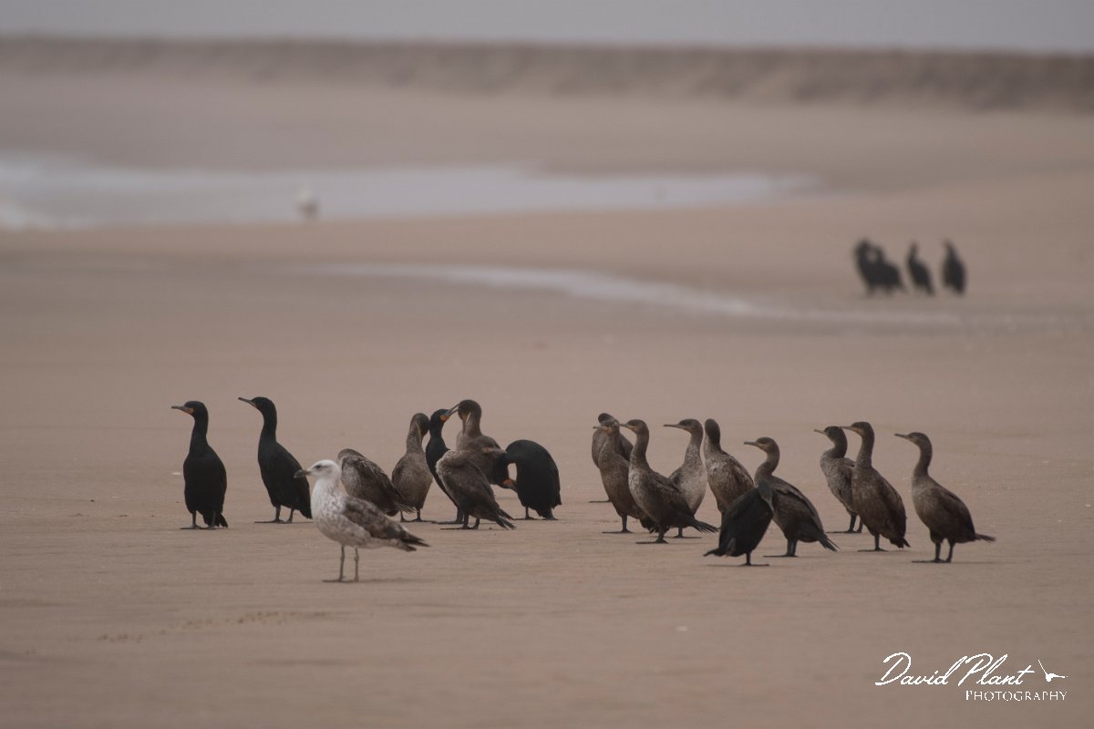 DPPhotography - Namibia - Cape cormorant - A.jpg - Cape cormorant - Walvis Bay