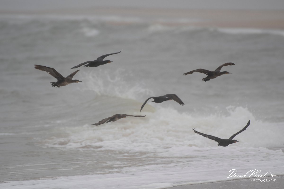 DPPhotography - Namibia - Cape cormorant - B.jpg - Cape cormorant - Walvis Bay