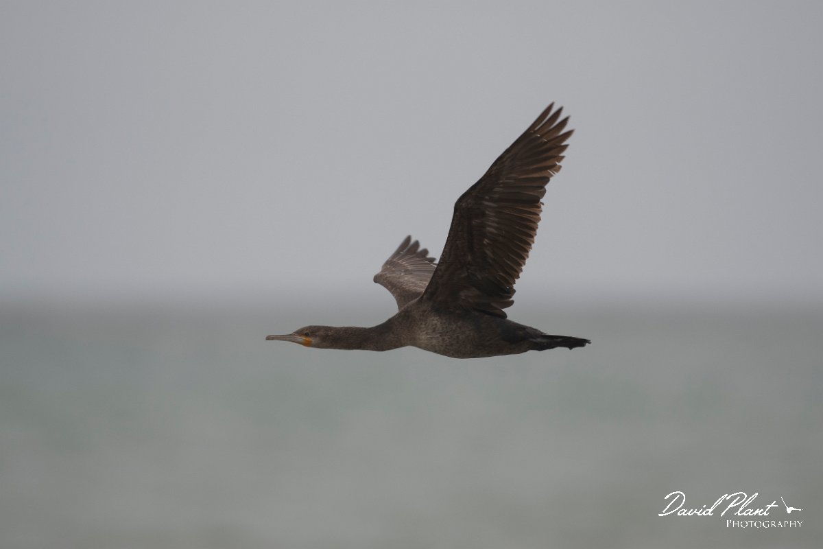 DPPhotography - Namibia - Cape cormorant - C.jpg - Cape cormorant - Walvis Bay