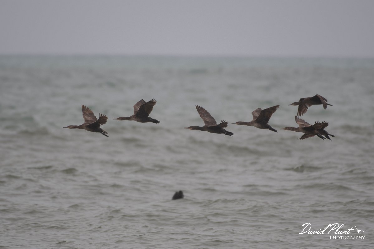 DPPhotography - Namibia - Cape cormorant - D.jpg - Cape cormorant - Walvis Bay