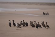 DPPhotography - Namibia - Cape cormorant - A
