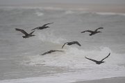 DPPhotography - Namibia - Cape cormorant - B