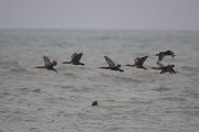 DPPhotography - Namibia - Cape cormorant - D