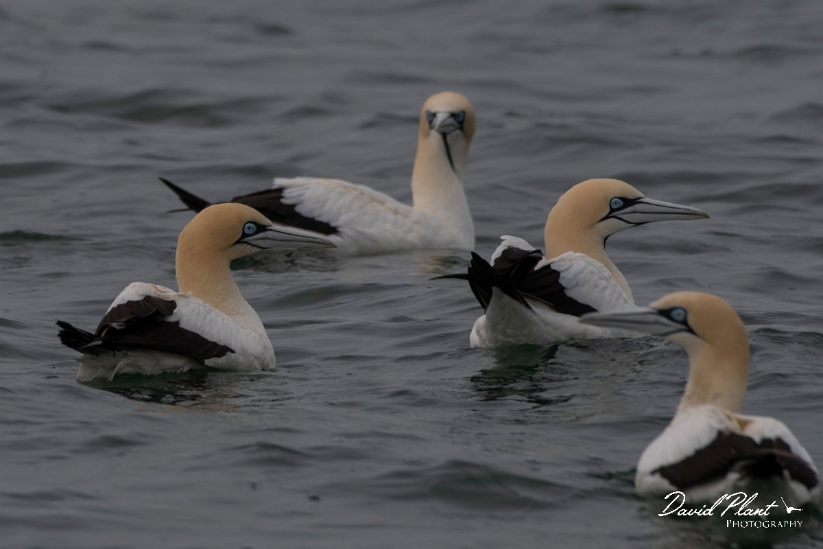 DPPhotography - Namibia - Cape gannet - A.jpg - Cape gannet - Walvis Bay