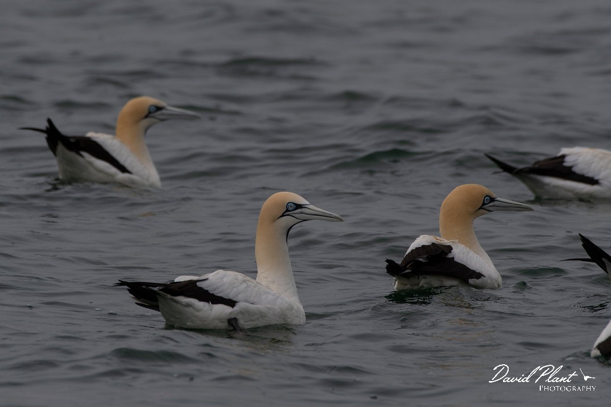 DPPhotography - Namibia - Cape gannet - B.jpg - Cape gannet - Walvis Bay