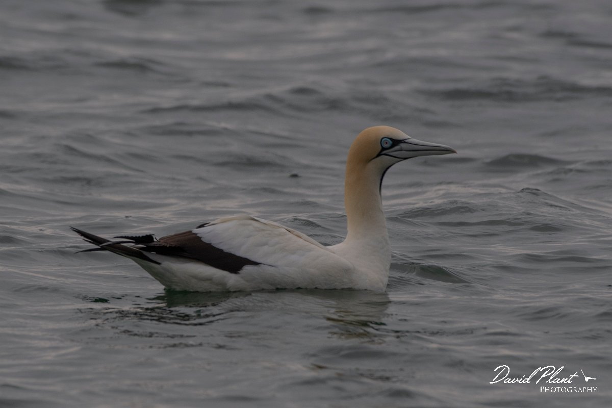 DPPhotography - Namibia - Cape gannet - C.jpg - Cape gannet - Walvis Bay