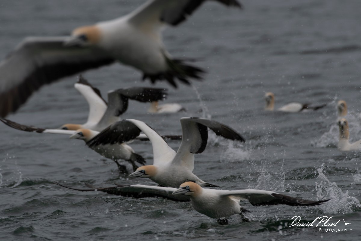 DPPhotography - Namibia - Cape gannet - D.jpg - Cape gannet - Walvis Bay