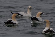 DPPhotography - Namibia - Cape gannet - A