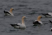 DPPhotography - Namibia - Cape gannet - B