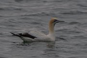DPPhotography - Namibia - Cape gannet - C