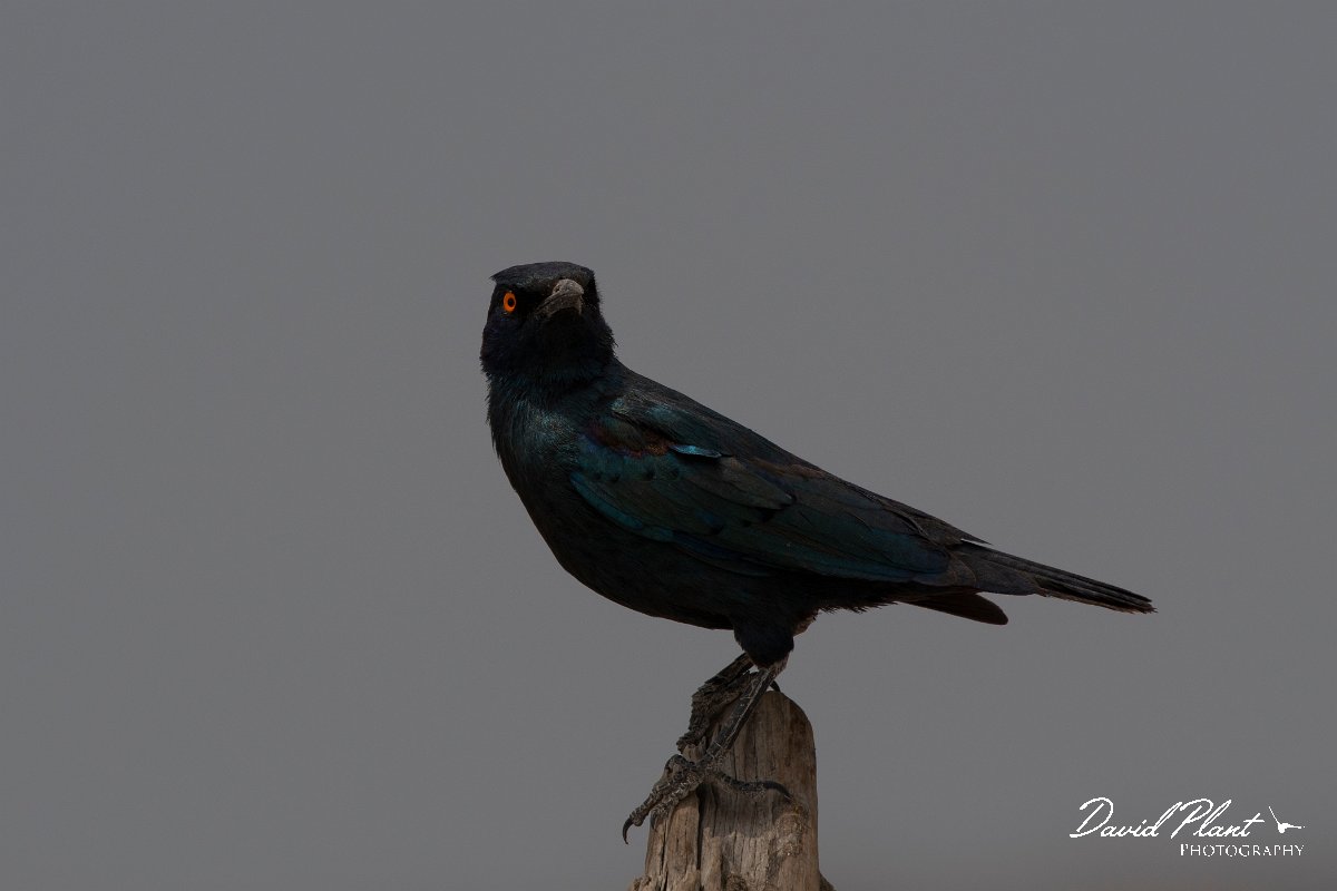 DPPhotography - Namibia - Cape glossy starling - A.jpg - Cape glossy starling - Etosha National Park