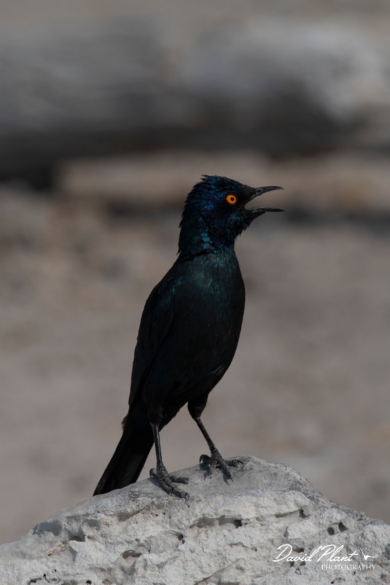 DPPhotography - Namibia - Cape glossy starling - B.jpg - Cape glossy starling - Etosha National Park