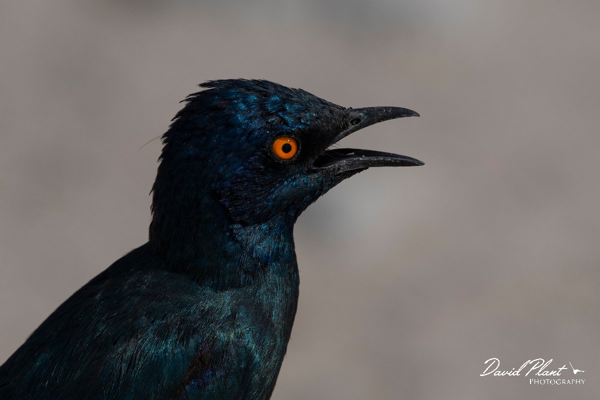 DPPhotography - Namibia - Cape glossy starling - C.jpg - Cape glossy starling - Etosha National Park