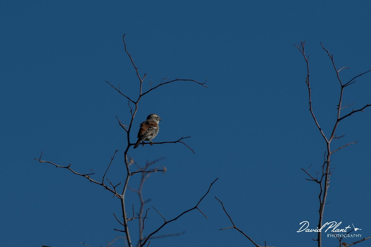 DPPhotography - Namibia - Cape sparrow - B.jpg - Cape sparrow female - Namib-Naukluft National Park