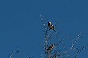 DPPhotography - Namibia - Cape sparrow - A