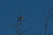 DPPhotography - Namibia - Cape sparrow - B