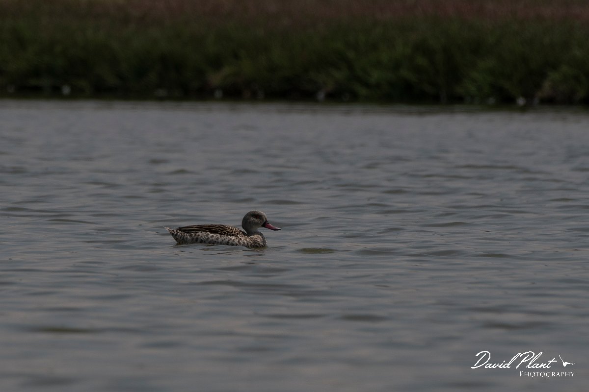 DPPhotography - Namibia - Cape teal - A.jpg - Cape teal - Walvis Bay Bird Sanctuary