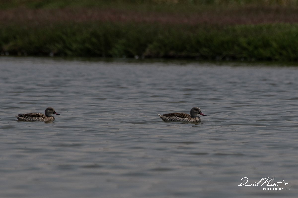 DPPhotography - Namibia - Cape teal - B.jpg - Cape teal - Walvis Bay Bird Sanctuary