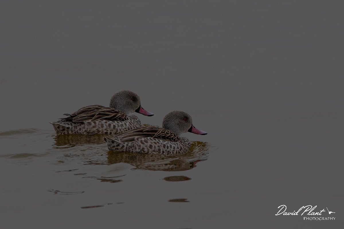 DPPhotography - Namibia - Cape teal - C.jpg - Cape teal - Walvis Bay