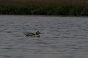 DPPhotography - Namibia - Cape teal - A