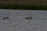 DPPhotography - Namibia - Cape teal - B