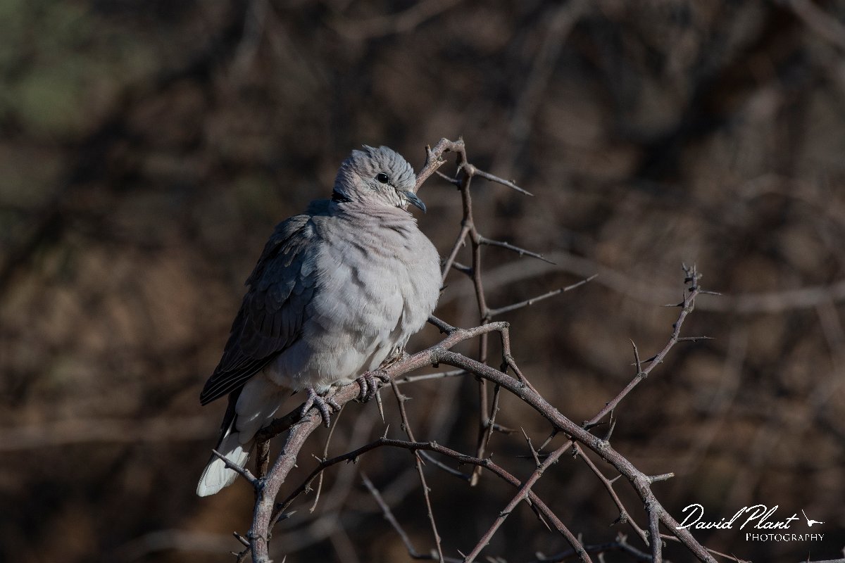 DPPhotography - Namibia - Cape turtle dove - A.jpg - Cape turtle dove - Mahango National park