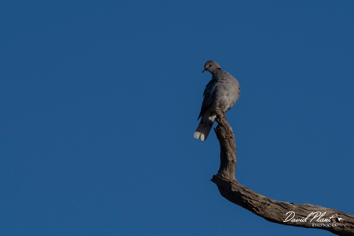 DPPhotography - Namibia - Cape turtle dove - C.jpg - Cape turtle dove - Namib-Naukluft National Park