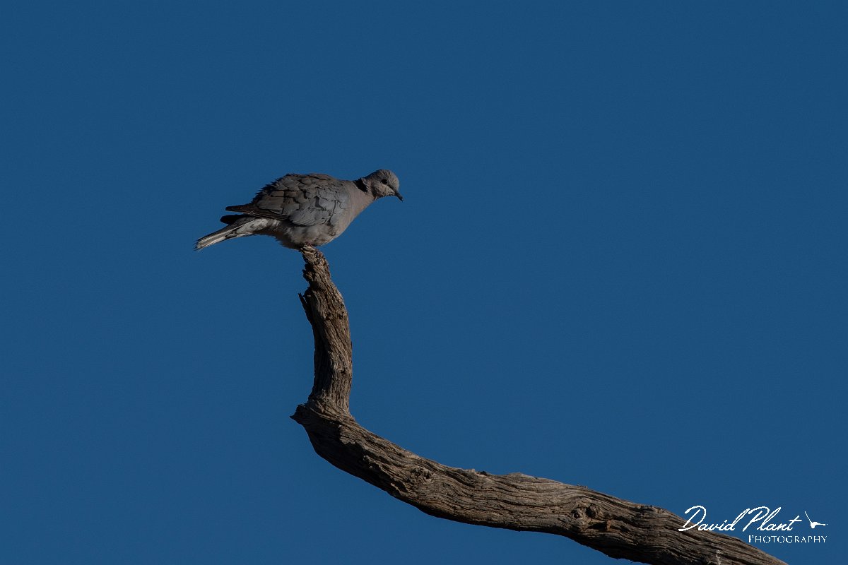 DPPhotography - Namibia - Cape turtle dove - D.jpg - Cape turtle dove - Namib-Naukluft National Park