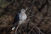DPPhotography - Namibia - Cape turtle dove - A