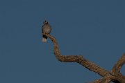 DPPhotography - Namibia - Cape turtle dove - B
