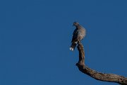 DPPhotography - Namibia - Cape turtle dove - C