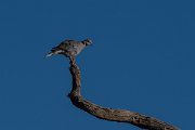DPPhotography - Namibia - Cape turtle dove - D