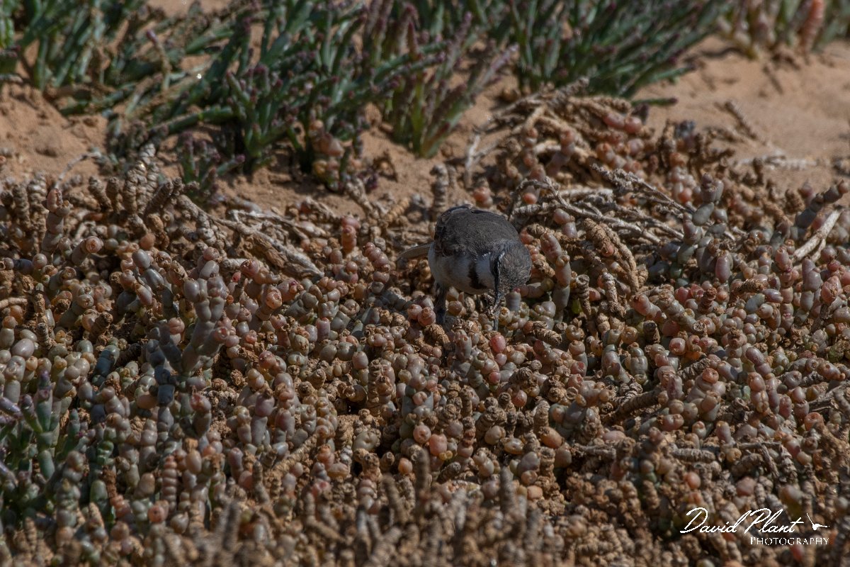 DPPhotography - Namibia - Cape wagtail - A.jpg - Cape wagtail - Walvis Bay Bird Sanctuary
