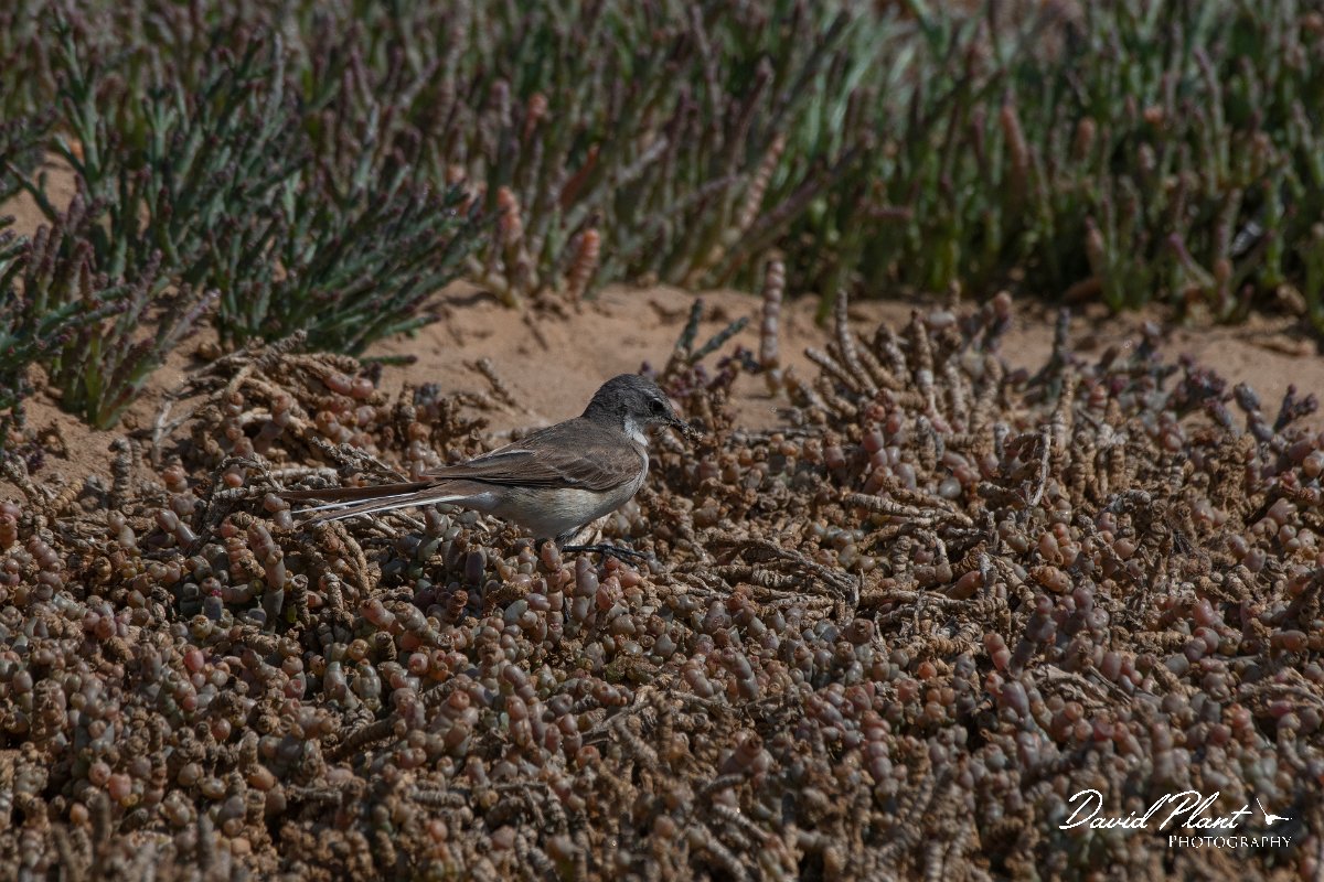 DPPhotography - Namibia - Cape wagtail - B.jpg - Cape wagtail - Walvis Bay Bird Sanctuary
