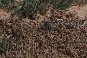 DPPhotography - Namibia - Cape wagtail - A