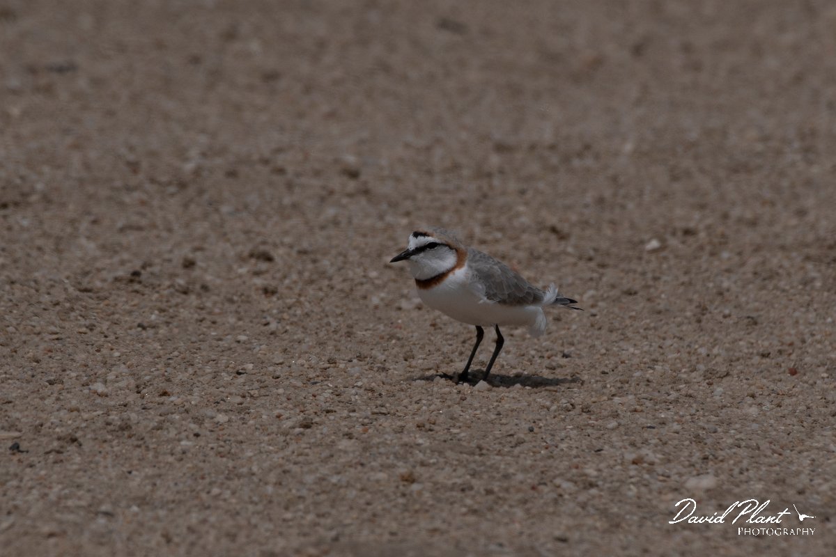 DPPhotography - Namibia - Chestnut-banded plover - A.jpg - Chestnut-banded plover male - Swakopmund area