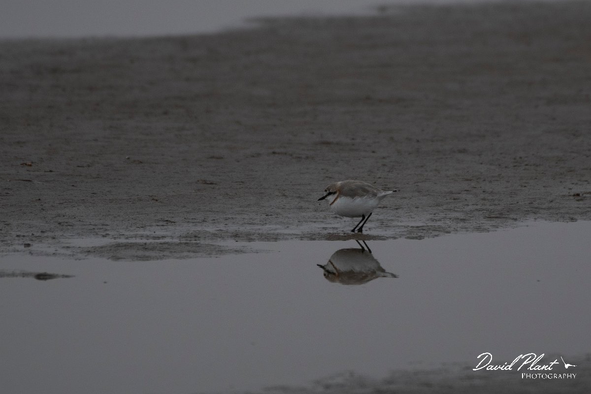 DPPhotography - Namibia - Chestnut-banded plover - B.jpg - Chestnut-banded plover - Walvis Bay