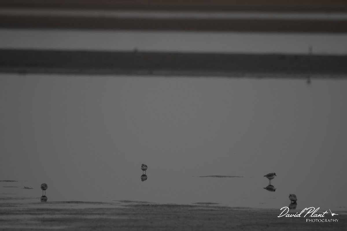 DPPhotography - Namibia - Chestnut-banded plover - C.jpg - Chestnut-banded plovers - Walvis Bay