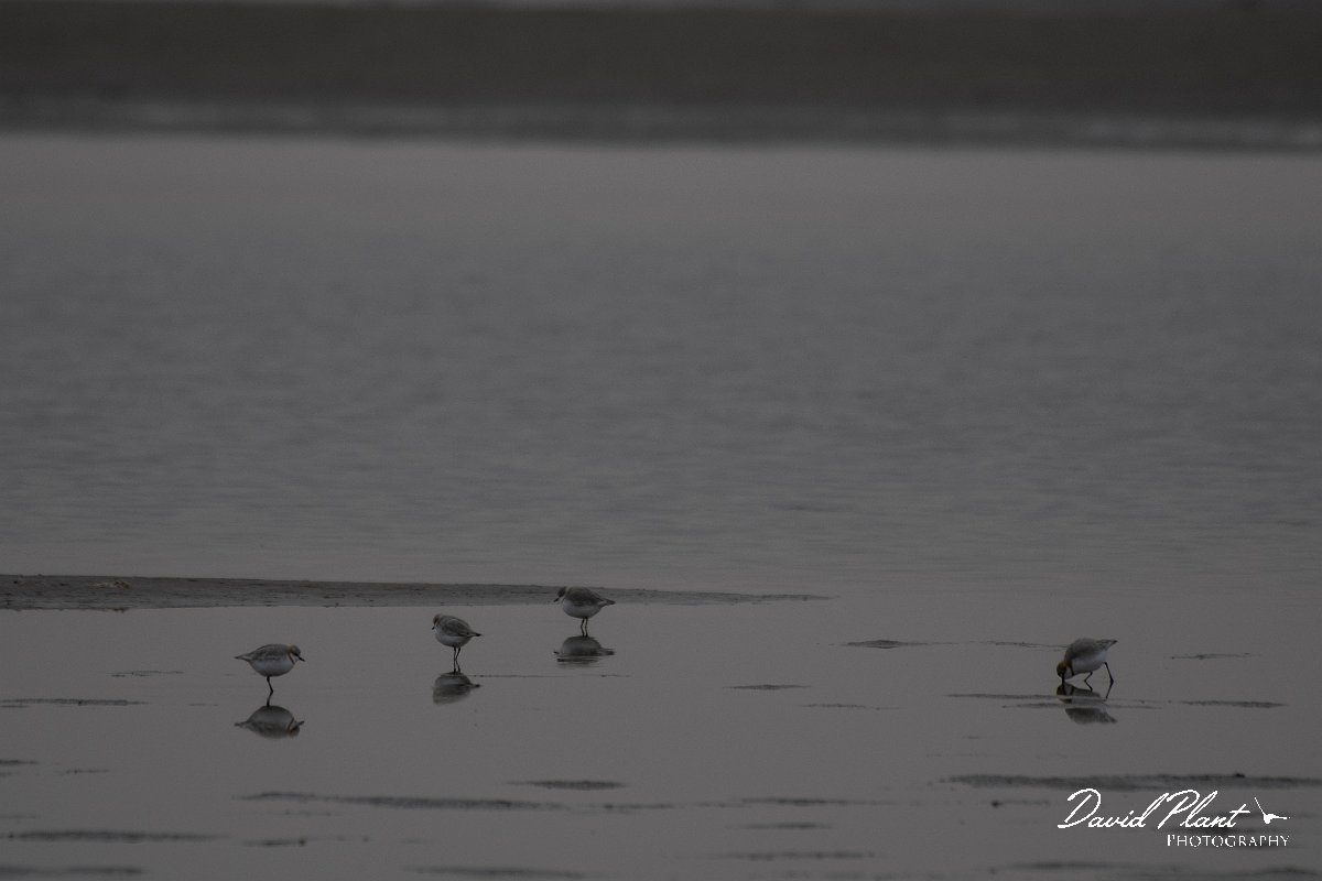 DPPhotography - Namibia - Chestnut-banded plover - D.jpg - Chestnut-banded plovers - Walvis Bay